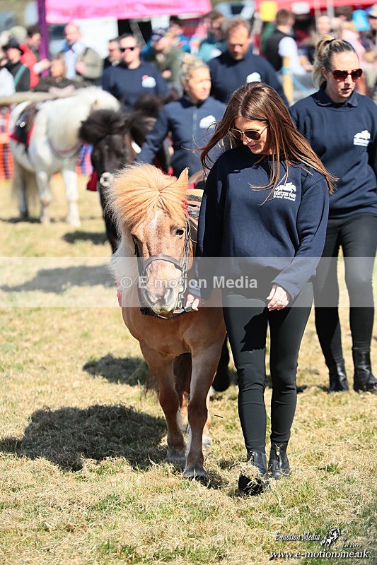 Shet 060426 49 - Shetland Pony Racing Paxford Races Easter Mon 06/04/26
