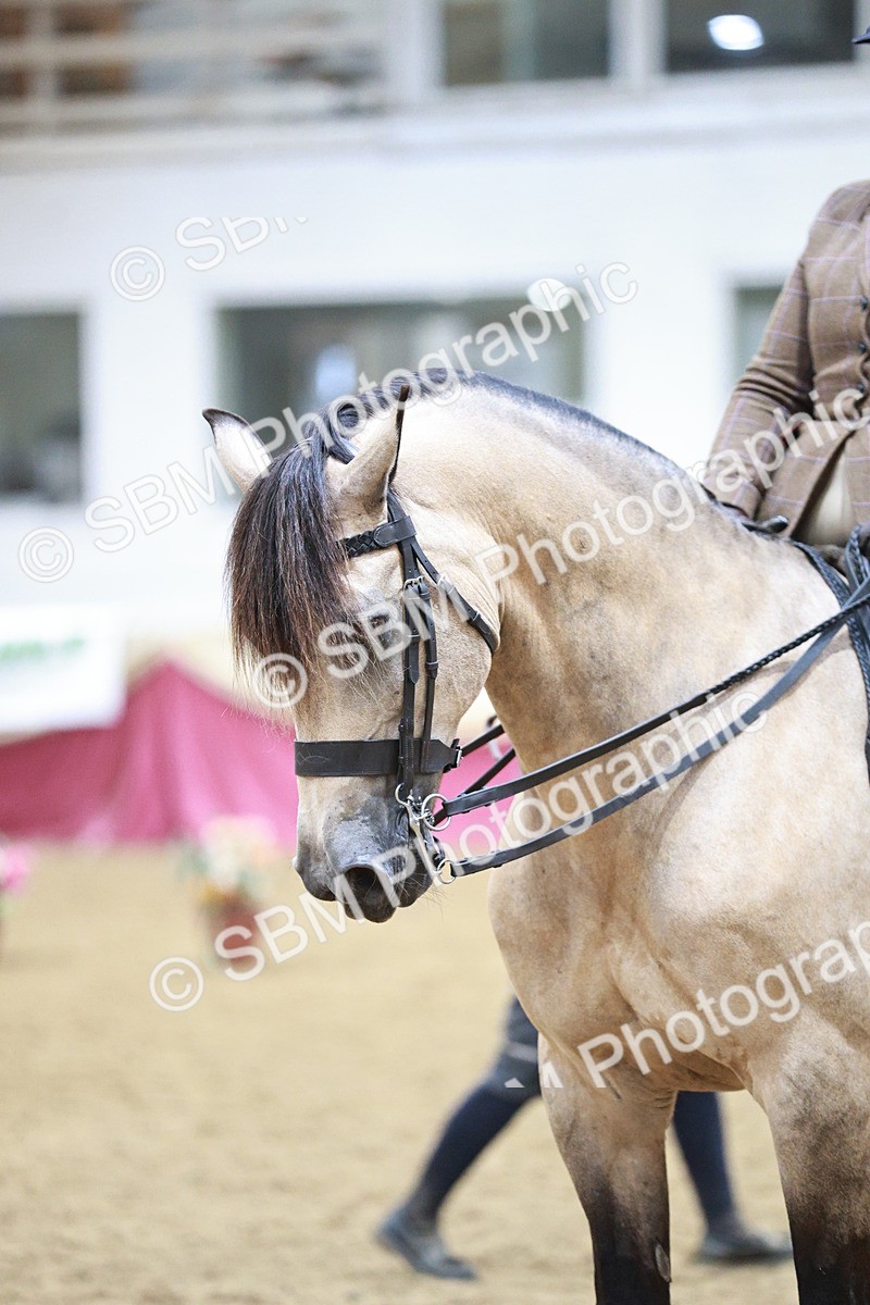 SBM_09019 - Class 12R - Regional Ridden Pre-Vet