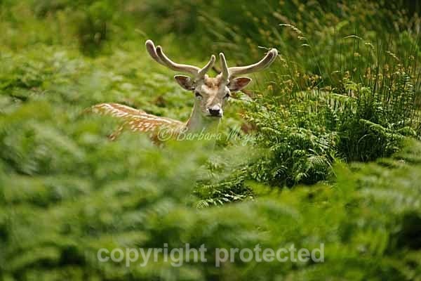 Fallow Deer stag with velvet covered antlers - Bradgate Park - Bradgate Park