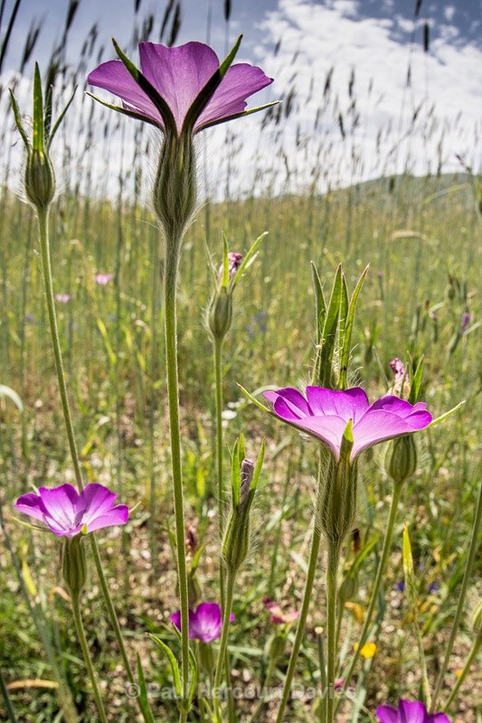  - Plants: wide-angle