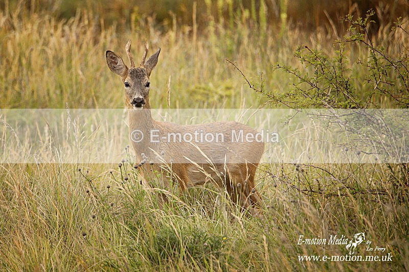 130620 -0005ab - Nature