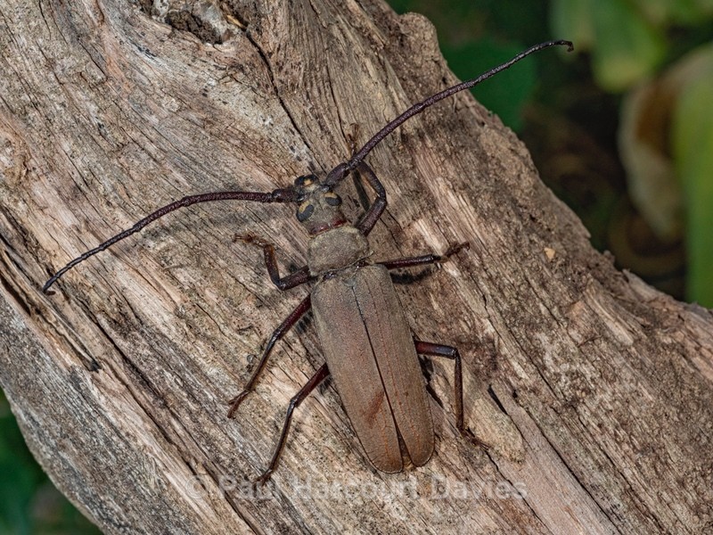 Long-horned beetle (Aegosoma scabricorne) - Insects & Spiders & other animals 2021