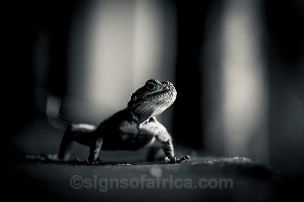 Kenya, Agama