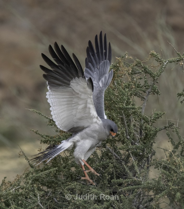 Pale Chanting Goshawk, hunting - Namibia 2022