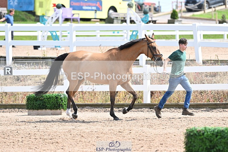 240717A-151830-02740 - Trot Up 3pm to 4pm