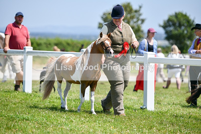 DSC_7232 - Miniature Horse Championship