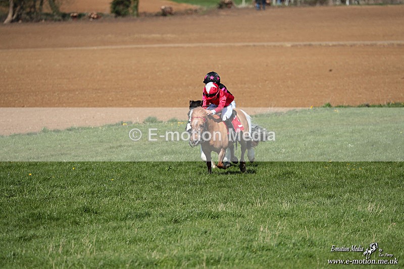 Shet 060426 155 - Shetland Pony Racing Paxford Races Easter Mon 06/04/26