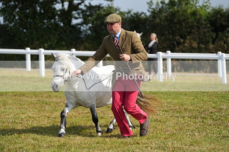 DSC05304 - Class 49: NPS Shetland 4 years and over
