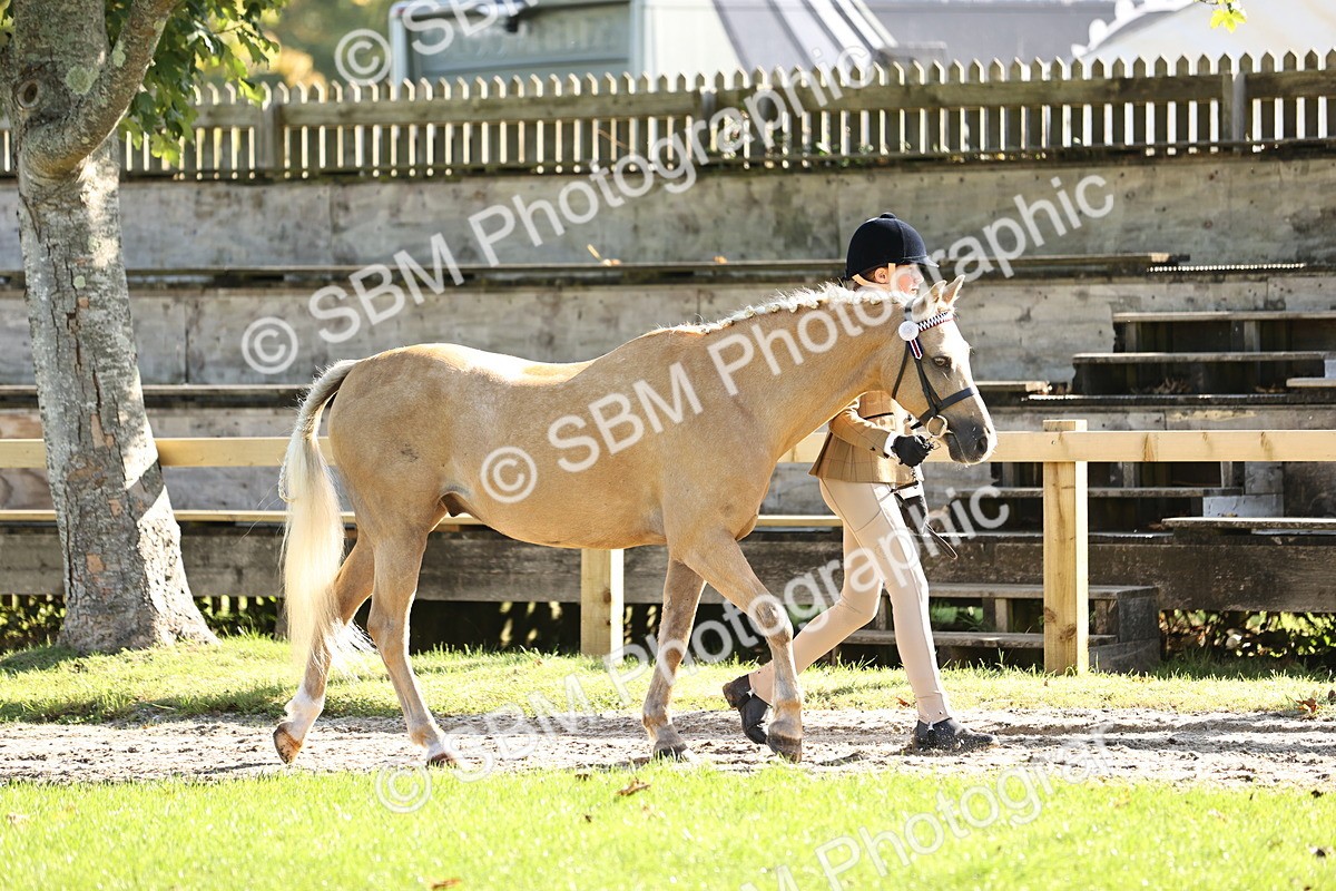 SBM_15934 - S1 - TSR in Hand Horse & Pony Showing