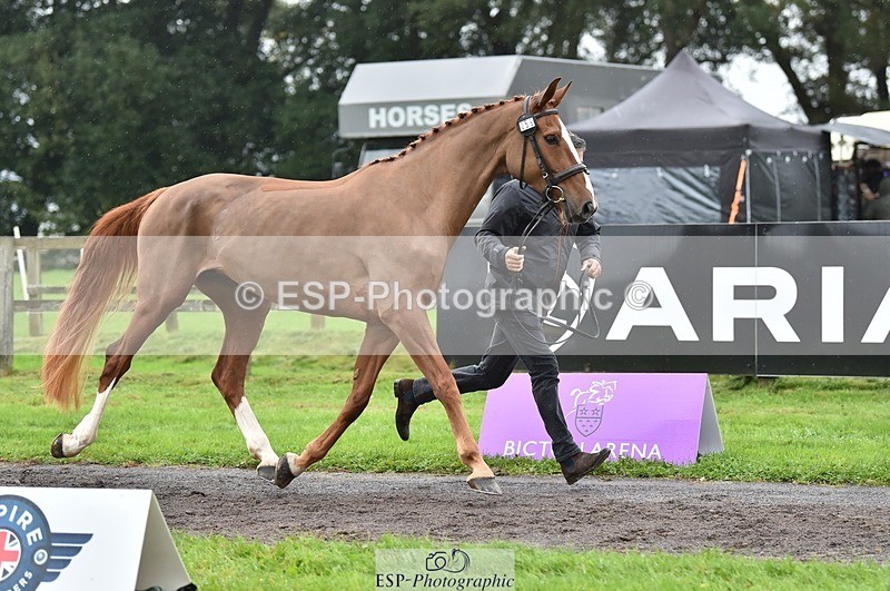 231018-124448-00490 - 059-MINNIE.MANOEUVREZ-Mark.Ford-TrotUp