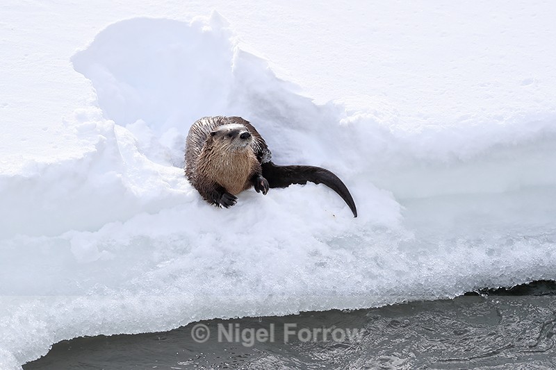 River Otter sat in snow depression, Yellowstone River, Wyoming - Otter