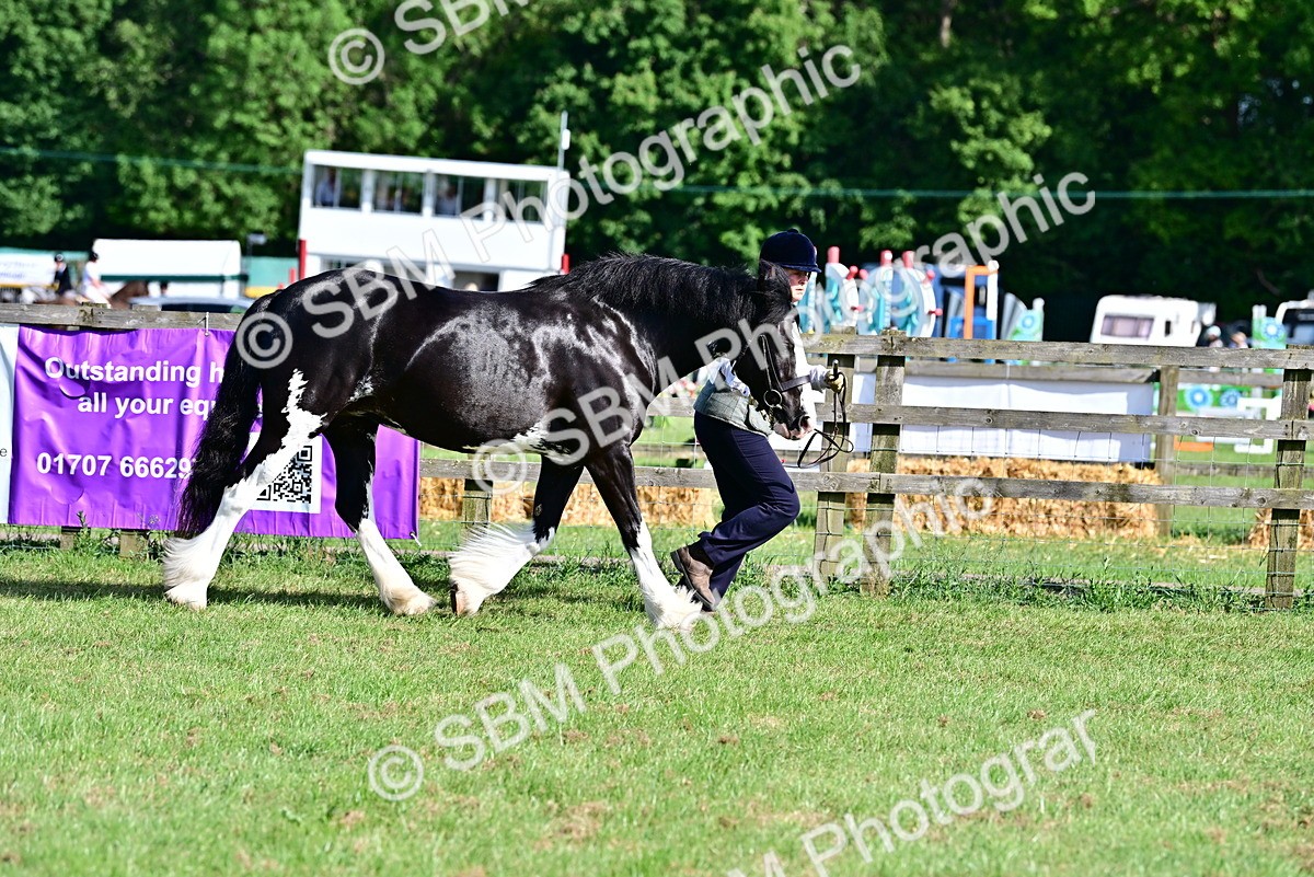 SBM_10099 - Class 63-65 - Traditional Gypsy Cobs In Hand & Ridden