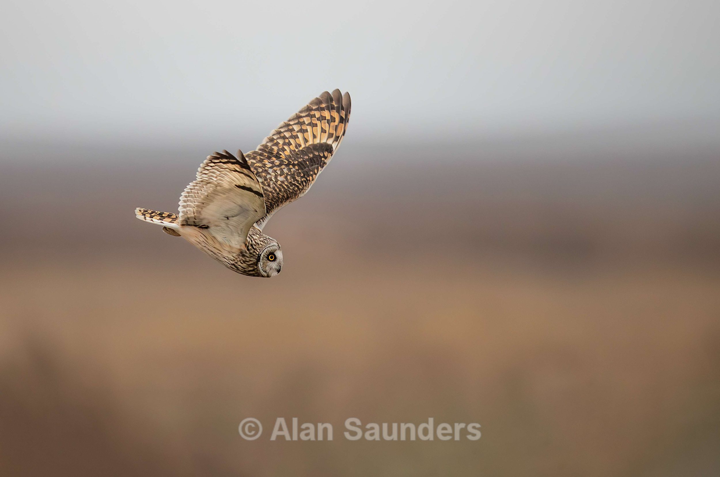 Short Eared Owl