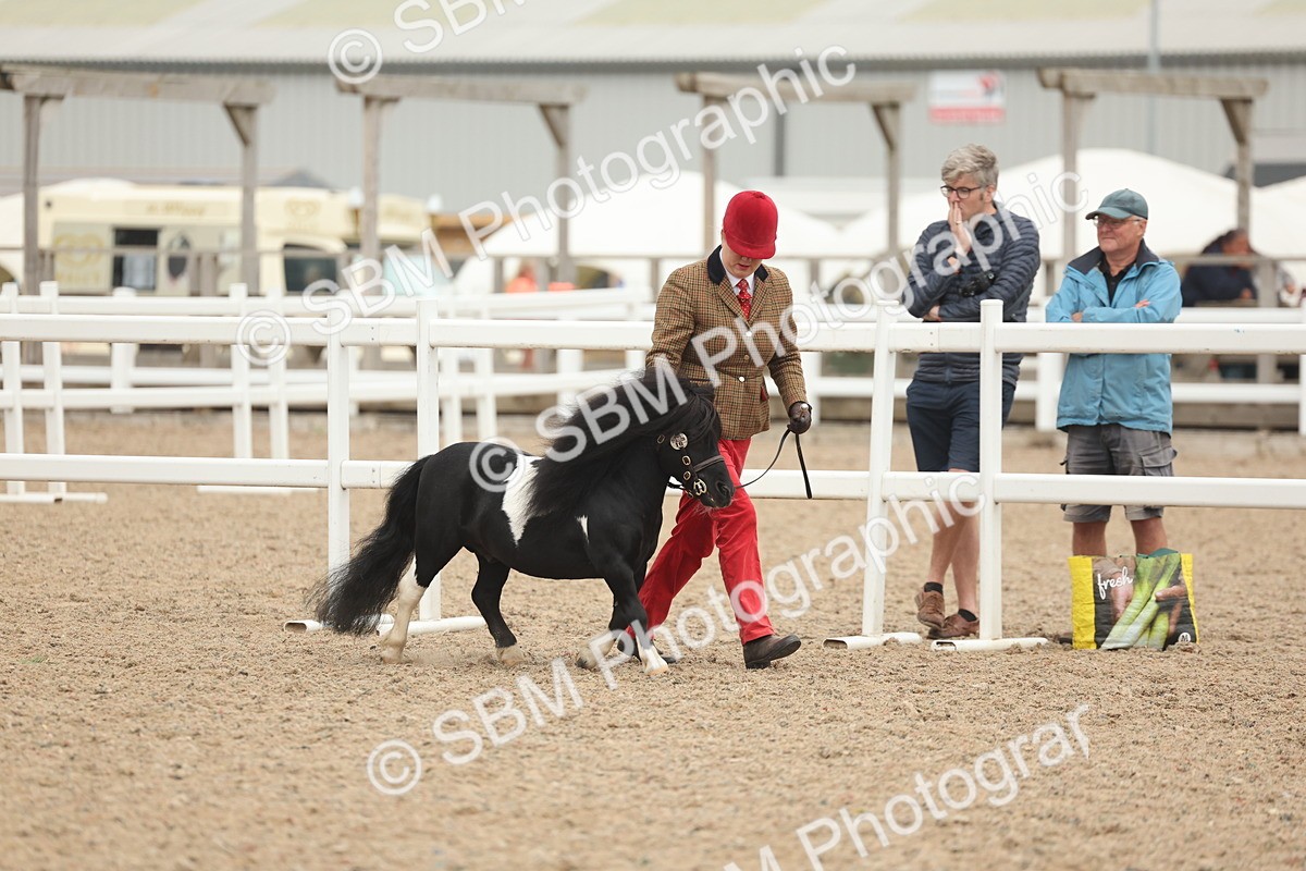 SBM_19239 - Class 317 - IH Pure Bred Horse-Pony