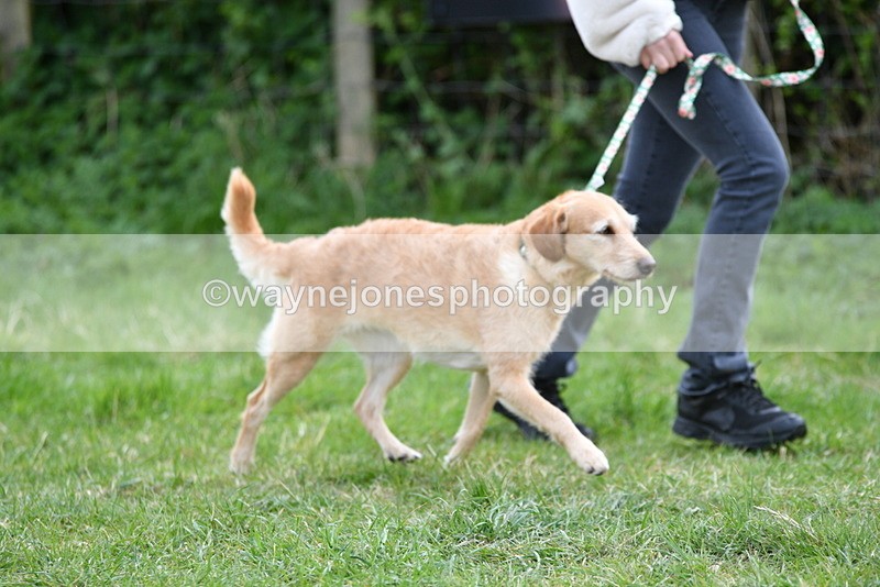 WJ5_9207 - Class 1 Best Cross Breed / Heniz 57