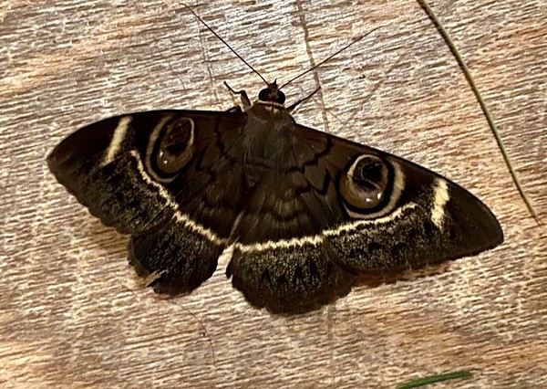 Cream Striped Owl Moth, South Africa - BIRDS & INSECTS