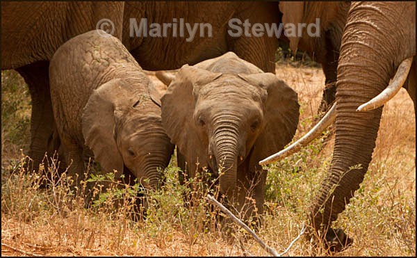 Young elephants - Kenya, Tsavo East