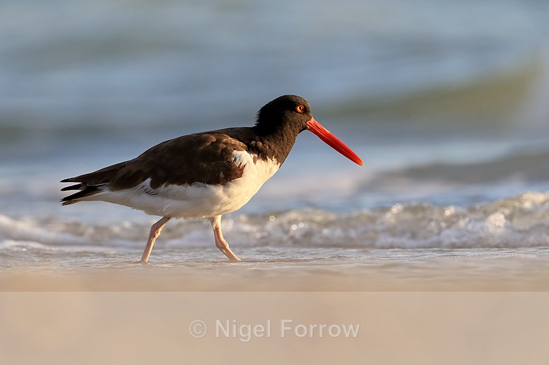 American Oystercatcher wading in sea, Fort De Soto Park, Florida - American Oystercatcher