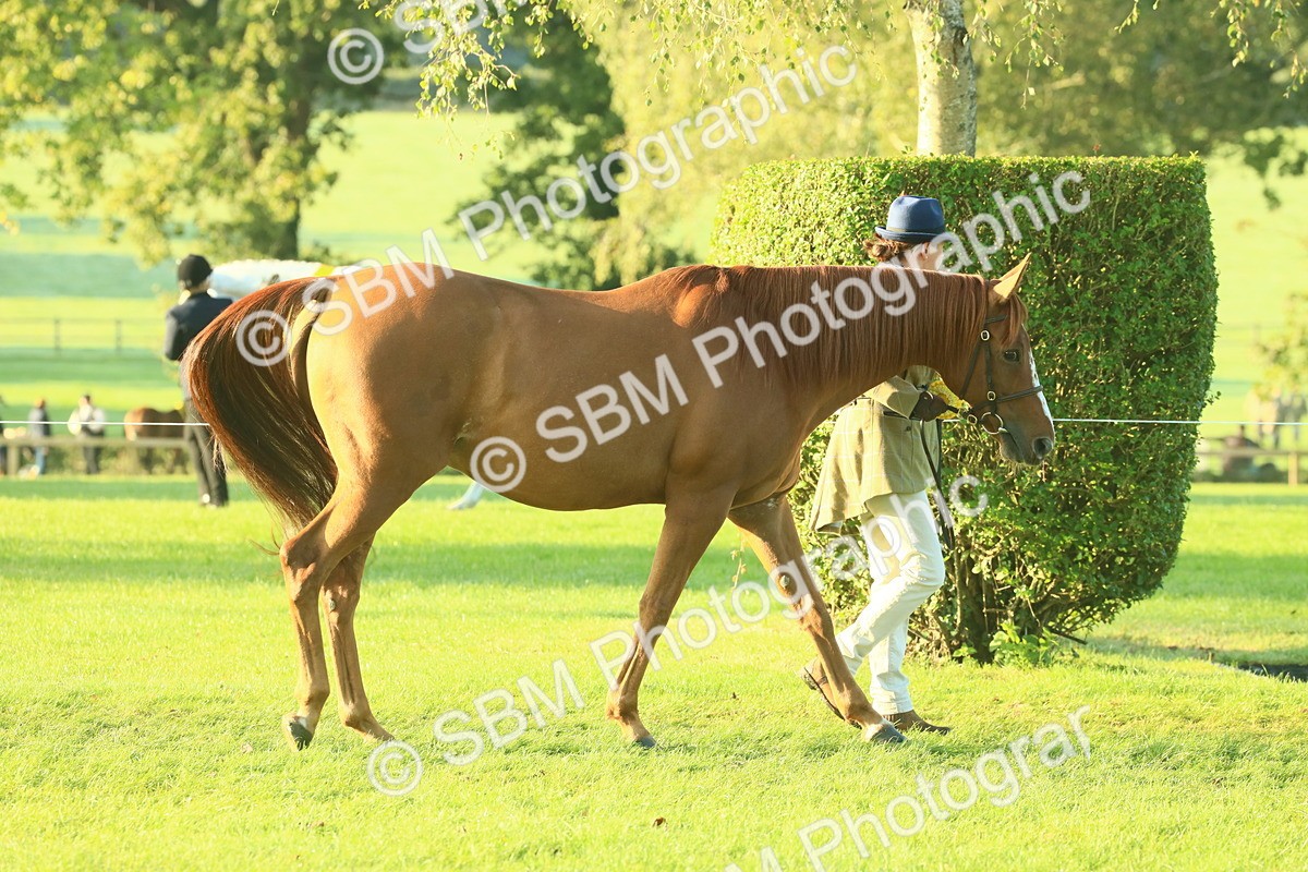 SBM_56784 - S36 - Starters Best Turnout