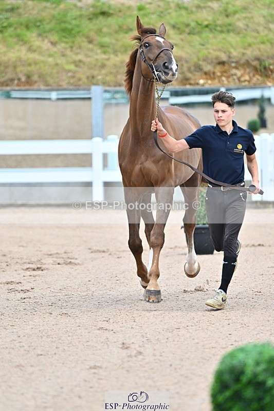 240718A-105324-01949 - Trot Up 2pm to 3pm - This folder is not in time order