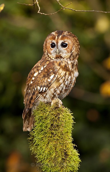 Tawny owl - TAWNY OWL