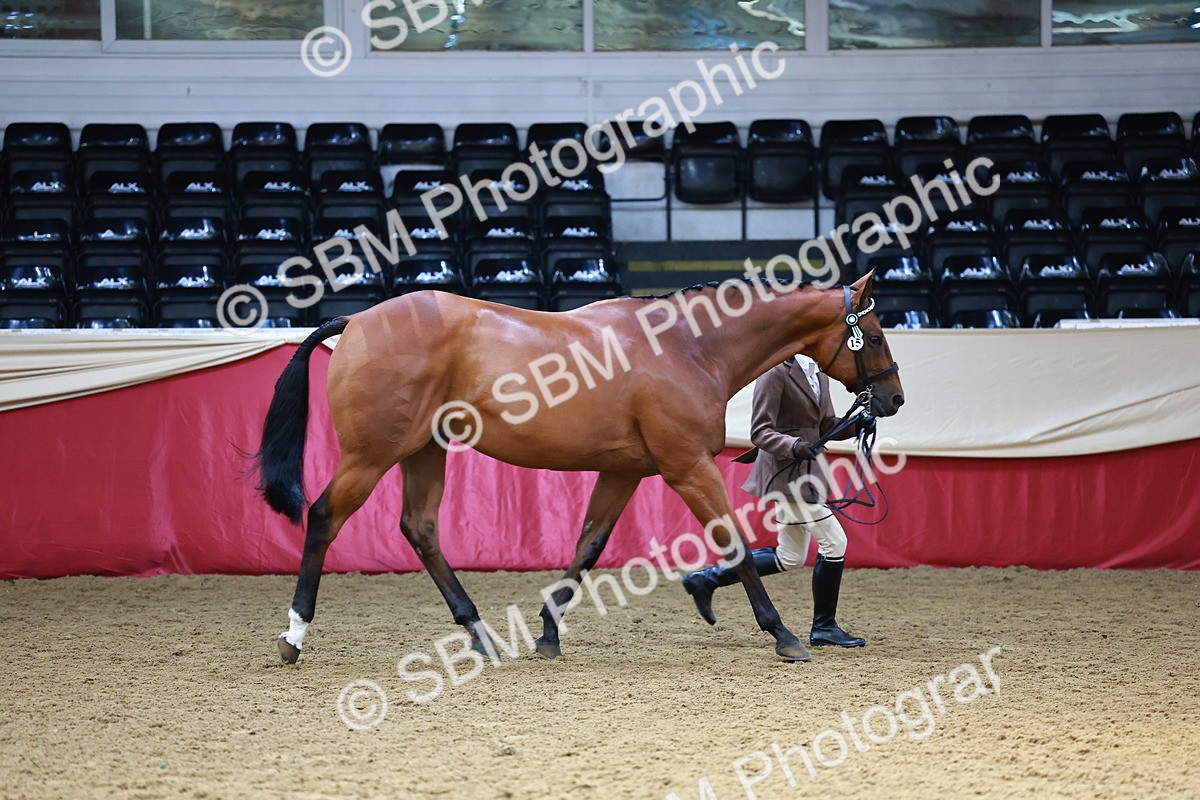 SBM_23269 - Class 903 - Supreme Final - IH Pre Vet