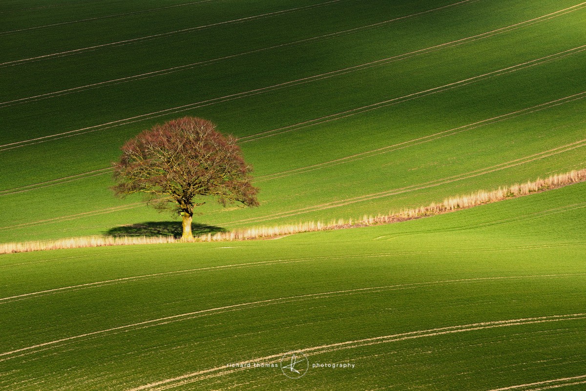 Coruscation - One2Tree