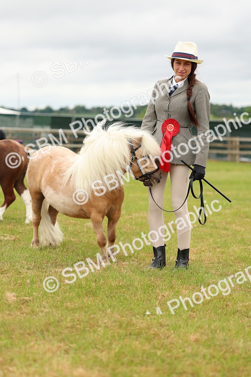 SBM_04485 - Class 64-67 - Shetland Pony In Hand