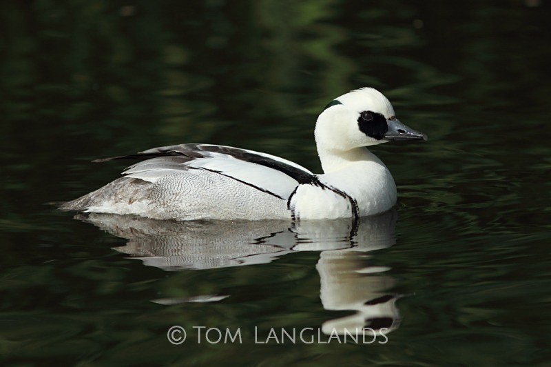Smew - Wildfowl