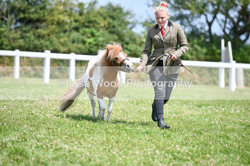 DSC_7372 - Class 62: Coloured Pony Youngstock