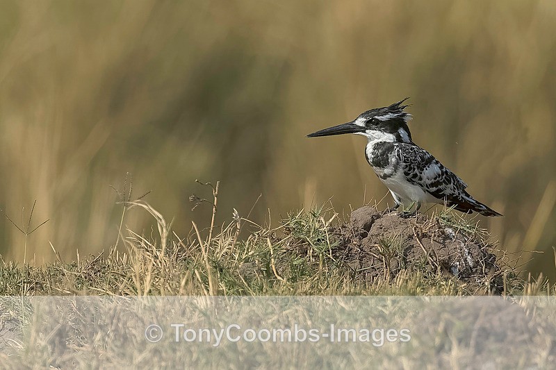Pied Kingfisher - Botswana ~ Birds