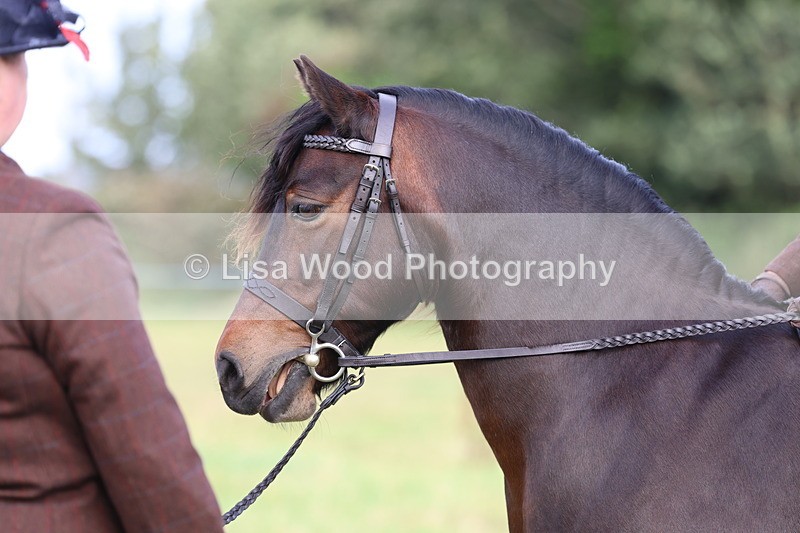 3E7A3591 - Class 2: Lead rein