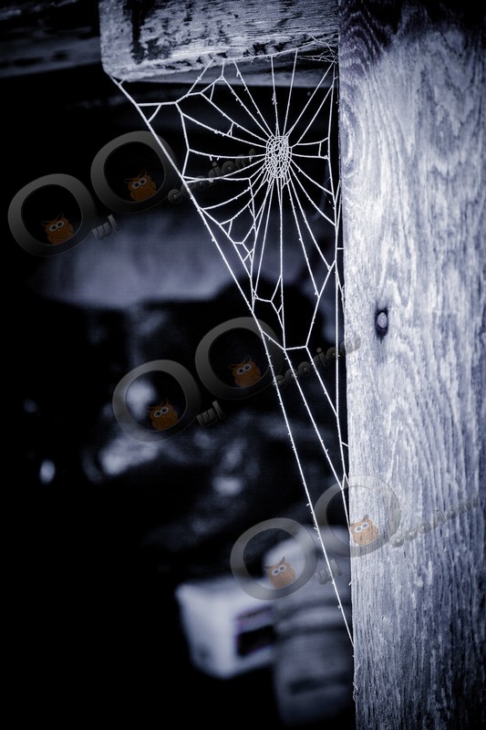 cobwebs-4063- - Insects from around the world