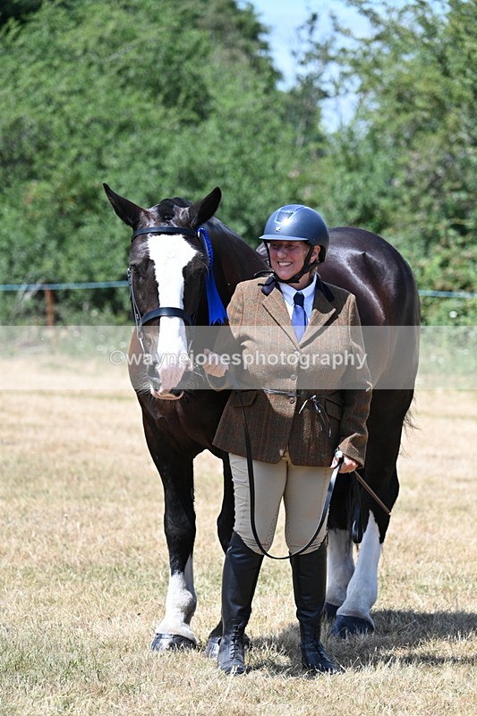WJ7_2454 - Class 5a Most Handsome Gelding in hand (above 14.2hh)
