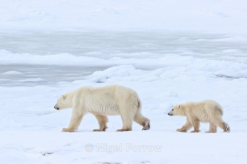 Polar Bear family & sea ice, Churchill, Canada - Polar Bear