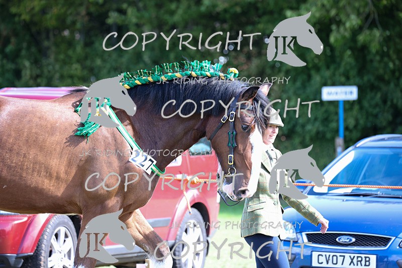 APP_3154 - Class 3 Youngstock