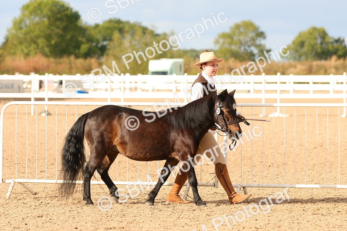 SBM_18336 - Class 318 - IH Part Bred Horse Pony