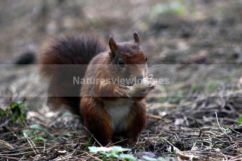 Red Squirrel - Wildlife