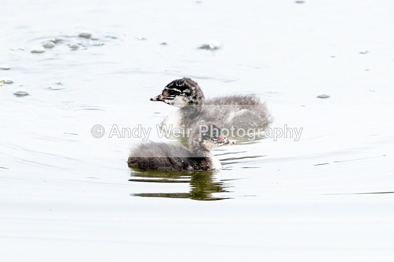 20180608-Woolston8E0A9284 - Black-necked Grebe