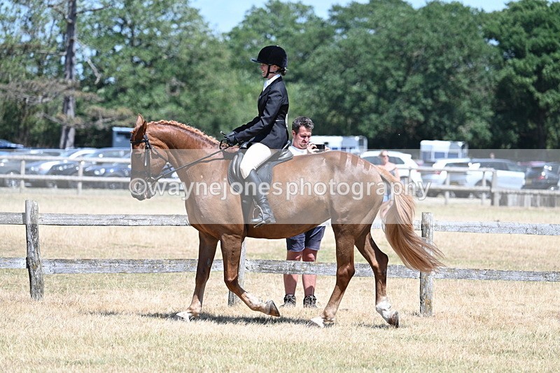 WJ7_2801 - Class 7 Riding Club Show Horse