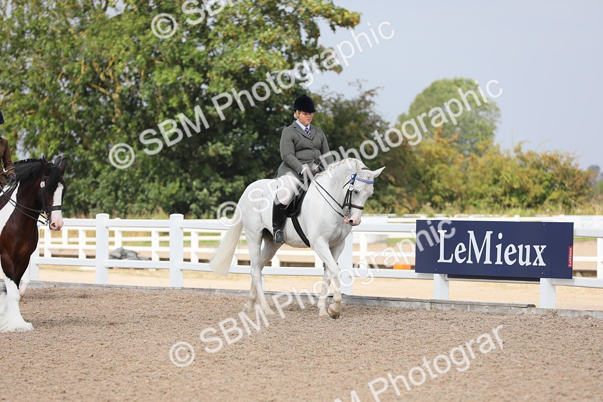 SBM_13318 - Class 308 Ridden Coloured Horse