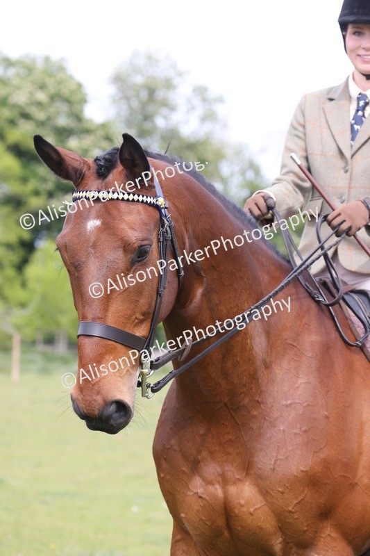 20260426-4385 - Class 34 - Best Riding Horse Over 14.2hh