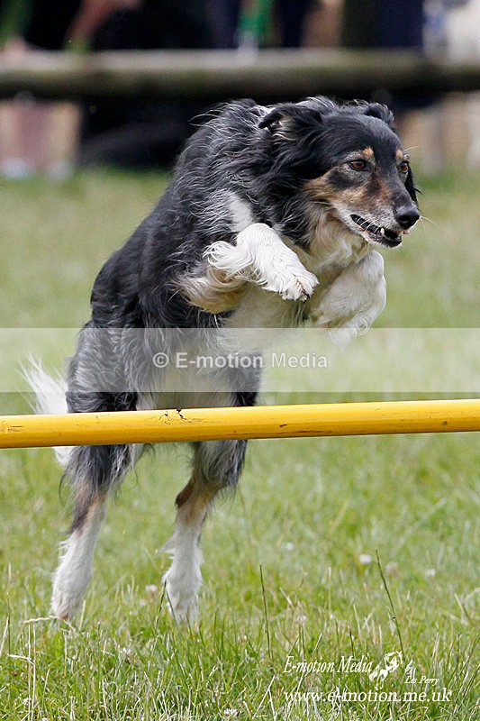 GRH 240710-43p - Dogs