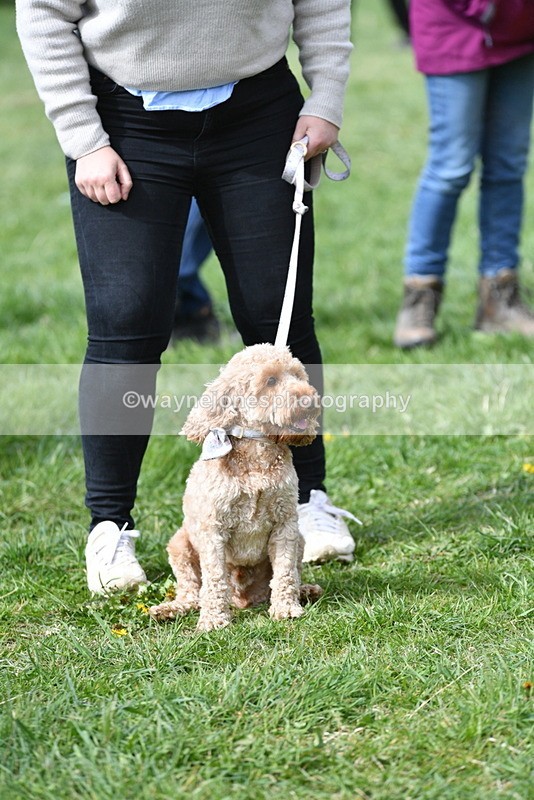 WJ5_9728 - Class 3 Most Handsome Dog