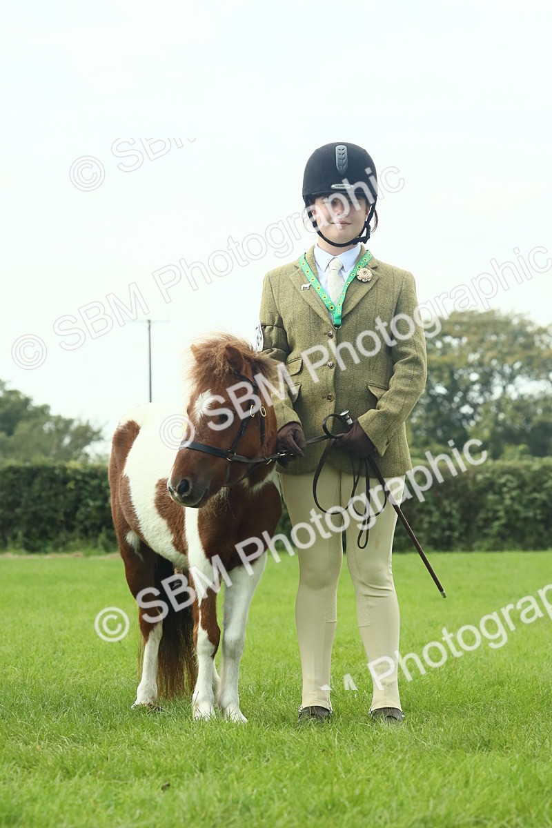 SBM_66430 - S34 - Rehabilitated Rescue Horse & Pony In Hand & Ridden