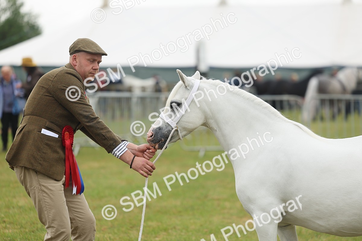 SBM_01681 - Class 50-57 - M&M Welsh Pony In Hand