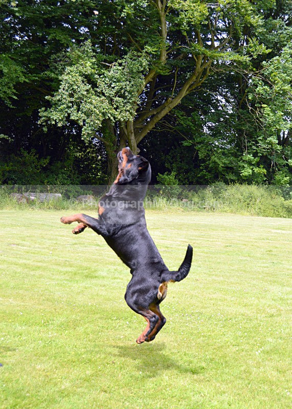  - Rottweilers