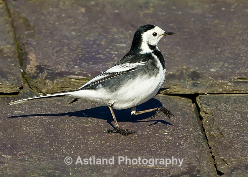 Astland Photography, Bird and Wildlife Images, Susan and Peter Wilson, U.K.