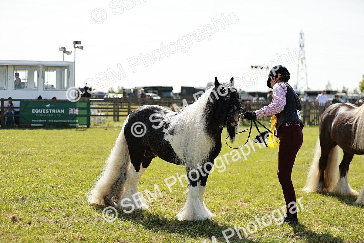 SBM_08915 - Class 63-65 - Traditional Gypsy Cobs In Hand & Ridden