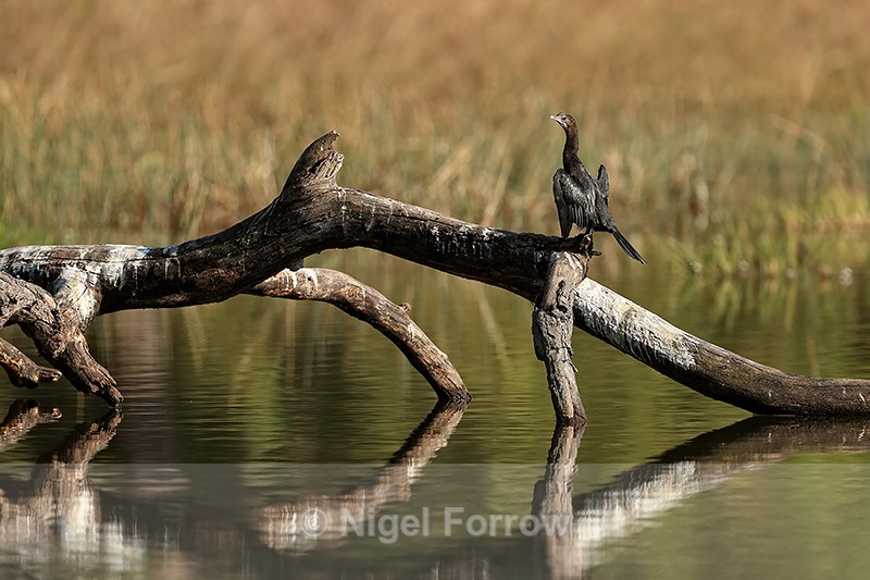 Little Cormorant drying wings, Bandhavgarh Tiger Reserve, India - Little Cormorant